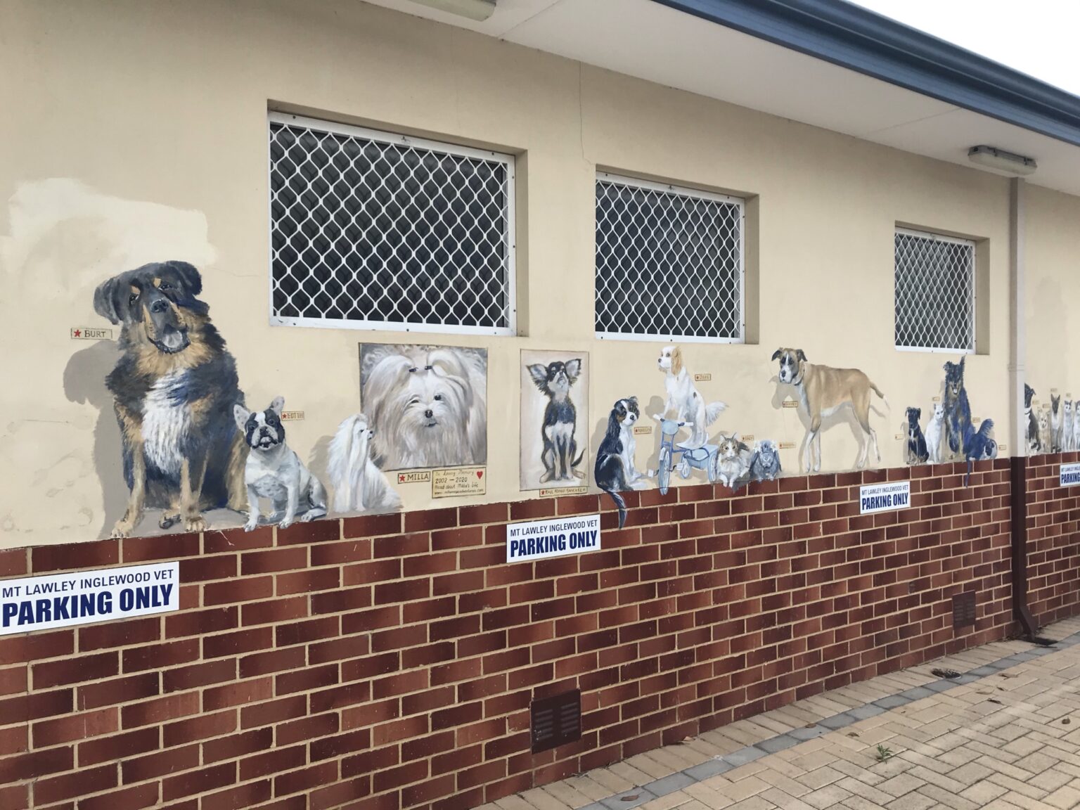 Perth Veterinary Specialists Passionate Vet Care Inglewood