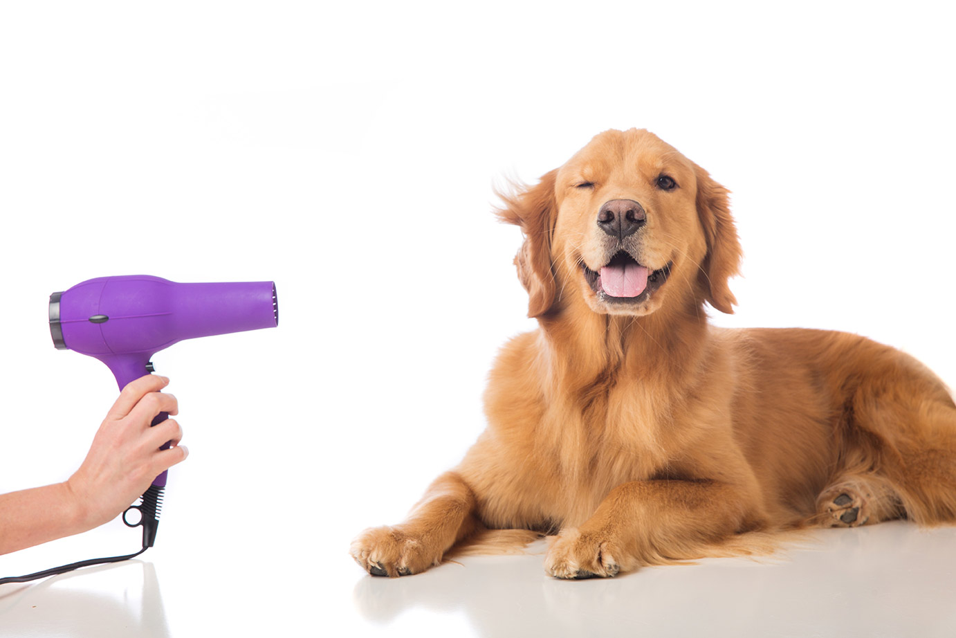 Groomers that sedate dogs best sale near me